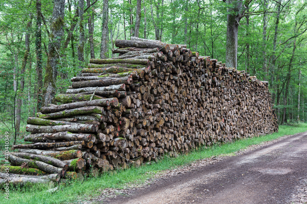 Logs in oak forest at le Tronçais in France.