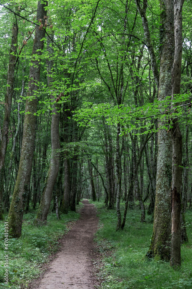 Obraz premium Oak forest at le Tronçais in France.