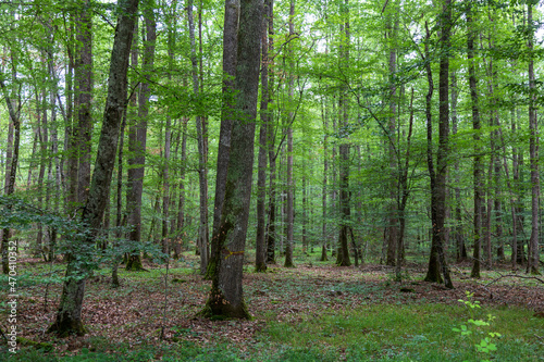 Oak forest at le Tronçais in France.