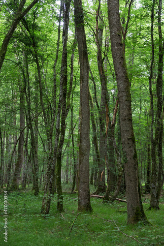 Oak forest at le Tronçais in France.