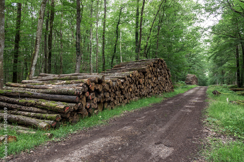 Logs in oak forest at le Tronçais in France.
