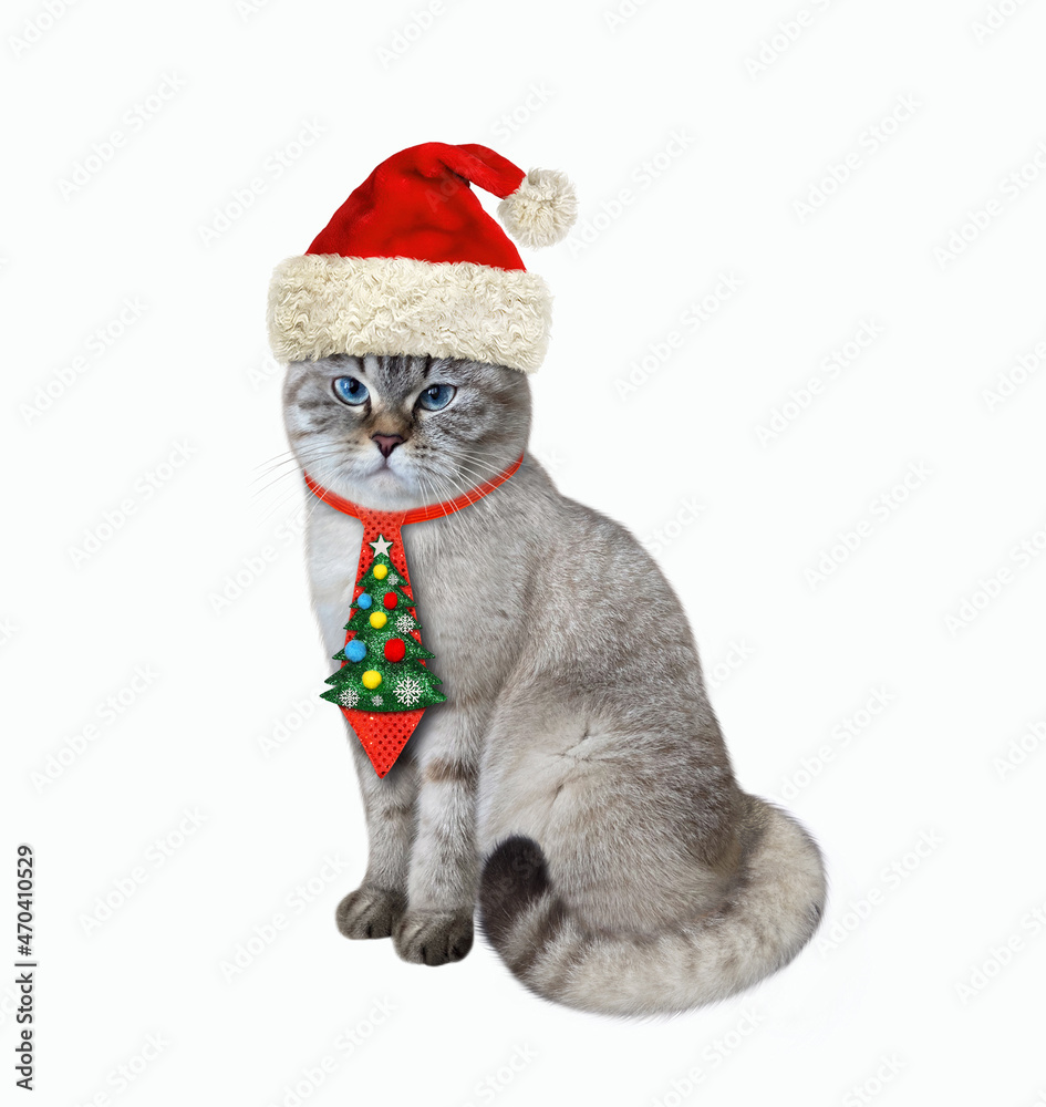 An ashen cat in a holiday tie sits for Christmas. White background. Isolated.