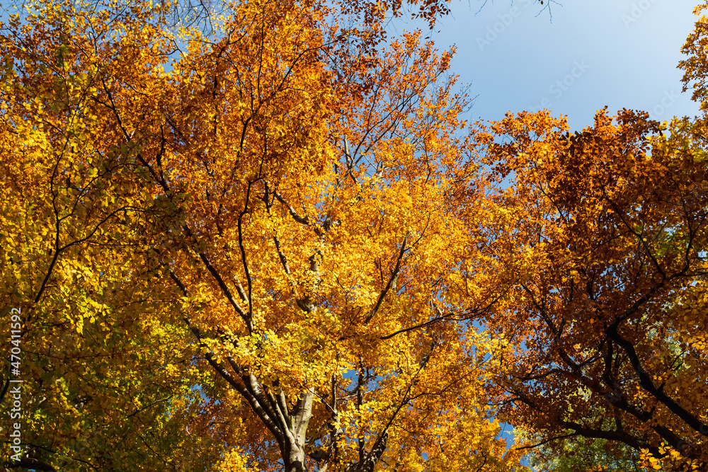 autumn in the park