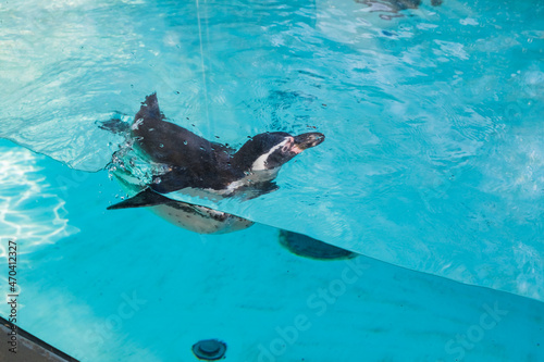 penguin swimming in a zoo