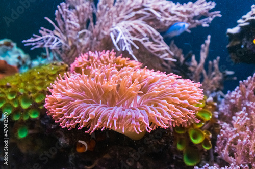 Fototapeta Naklejka Na Ścianę i Meble -  coral reef in aquarium