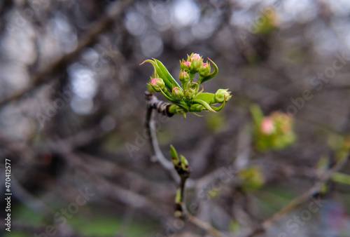 the beginning of spring the apple blossoms.