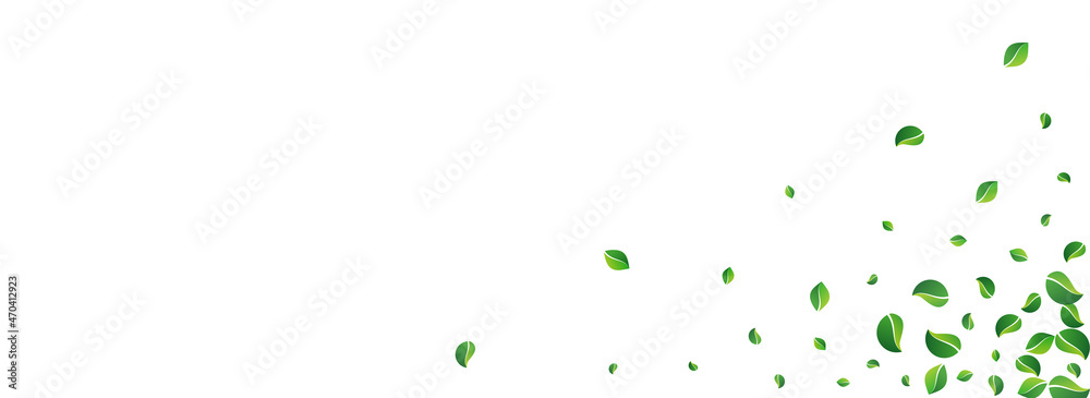 Mint Foliage Spring Vector Panoramic White Mint Foliage Spring Vector Panoramic White