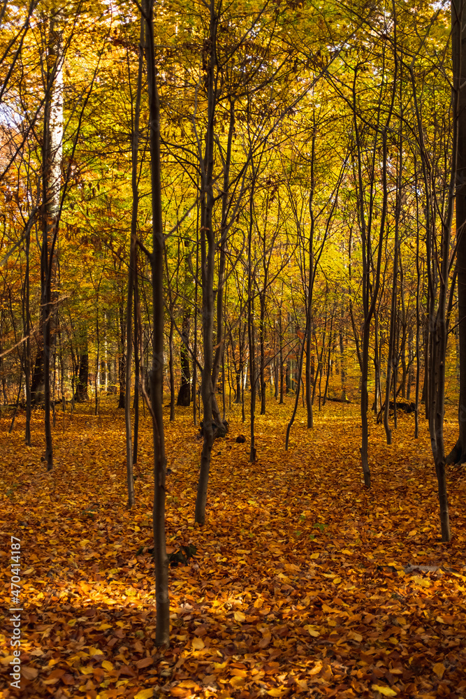 Fototapeta premium Beautiful golden autumn forest in Krakow, Poland, Natural Background