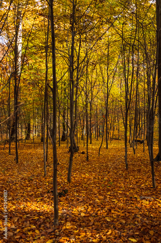 Beautiful golden autumn forest in Krakow, Poland, Natural Background