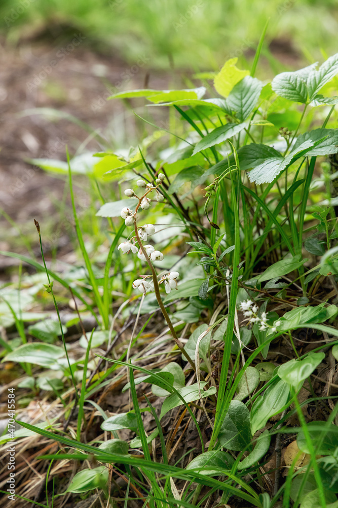 Pyrola rotundifolia grows in the forest among low-growing plants. Russia. North Karelia Pyrola rotundifolia grows in the forest among low-growing plants. Russia. North Karelia