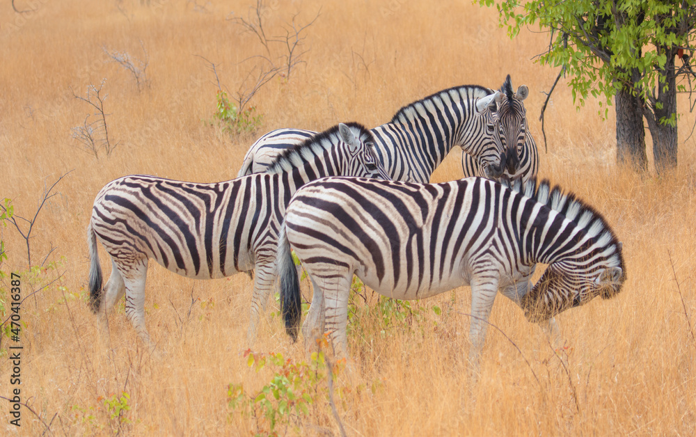 Herd of zebras in yellow grass - Etosha park, Namibia