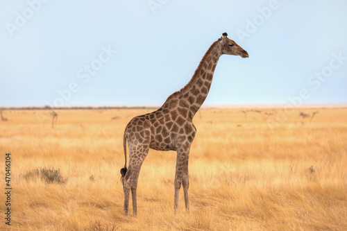 Giraffe walking in yellow grass on the Ethosa national park  Namibia