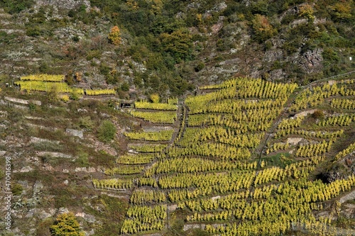 Herbstlich gelb gefärbte Weinberge in der Mosel-Steillage photo