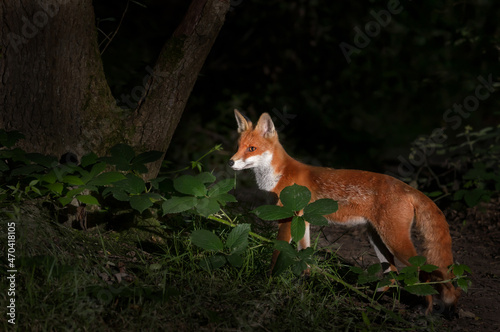 Close up of a Red fox cub in forest at night