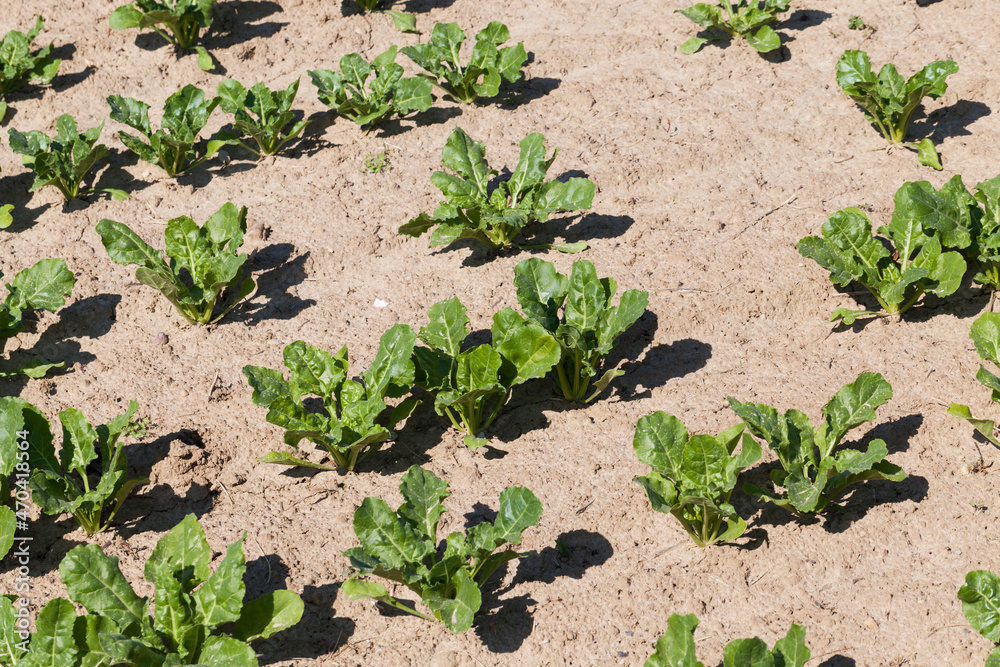 cultivation of sugar beet for the production cultivation of sugar beet for the production