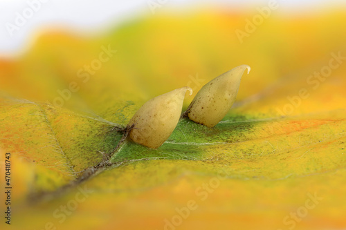 Gallen der Buchengallmücke (Mikiola fagi) auf Blatt der Rotbuche  (Fagus sylvatica), Deutschland photo