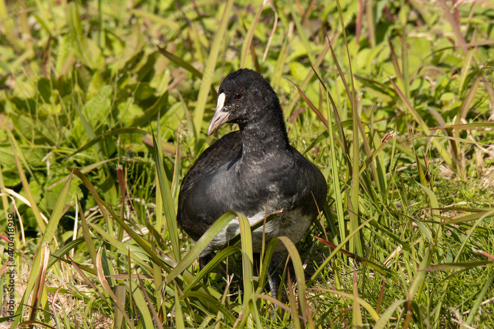 Fototapeta premium 丘を歩くオオバン