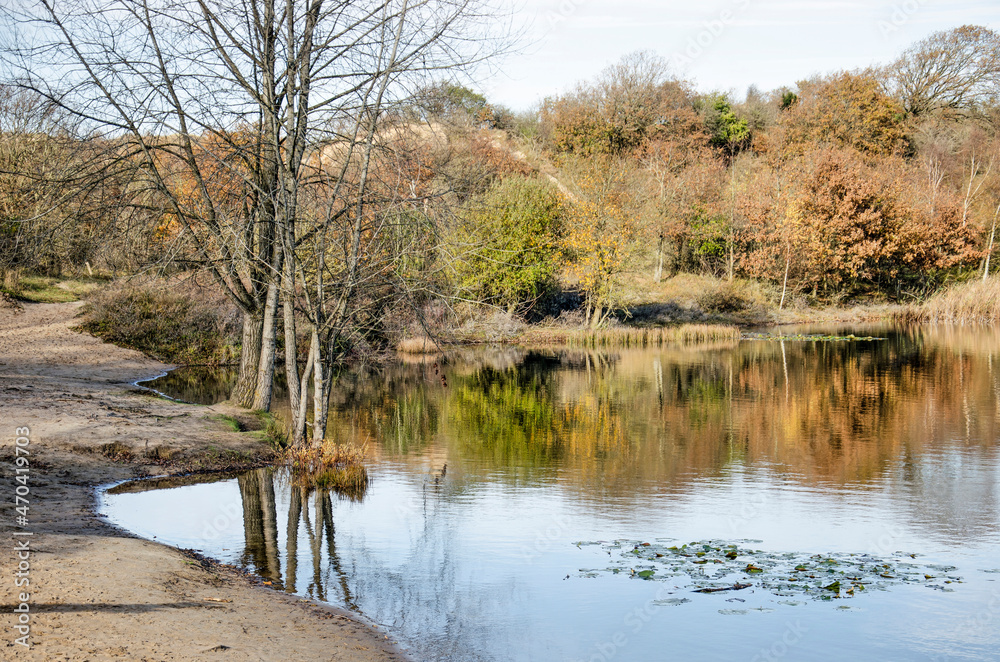 Solitary tree reflecting in a tranquil lake in the dunes of Zuid-Kennemerland national park near Haarlem, The Netherlands Solitary tree reflecting in a tranquil lake in the dunes of Zuid-Kennemerland national park near Haarlem, The Netherlands