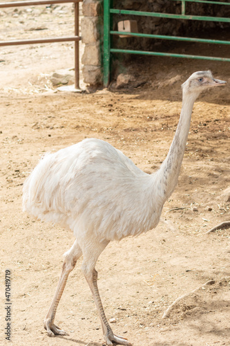 ostrich in semi livertad looking at camera (Struthio camelus) photo