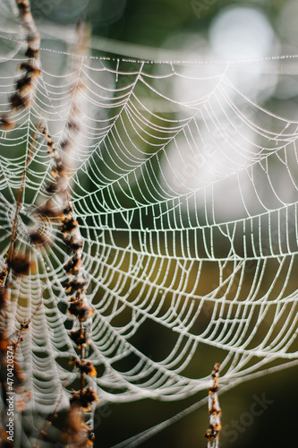 spider web with dew drops