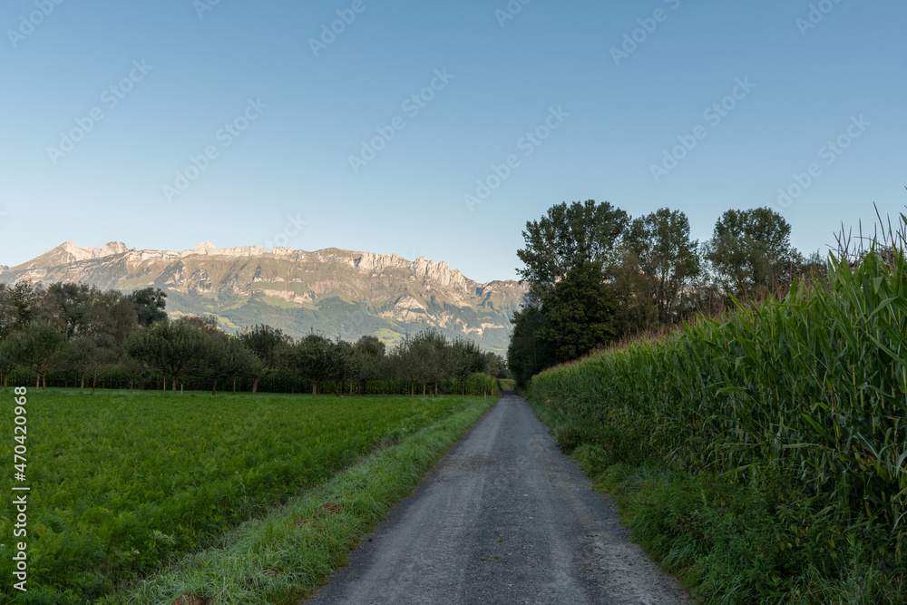 Fototapeta premium Schaan, Liechtenstein, September 25, 2021 Corn field in the early morning