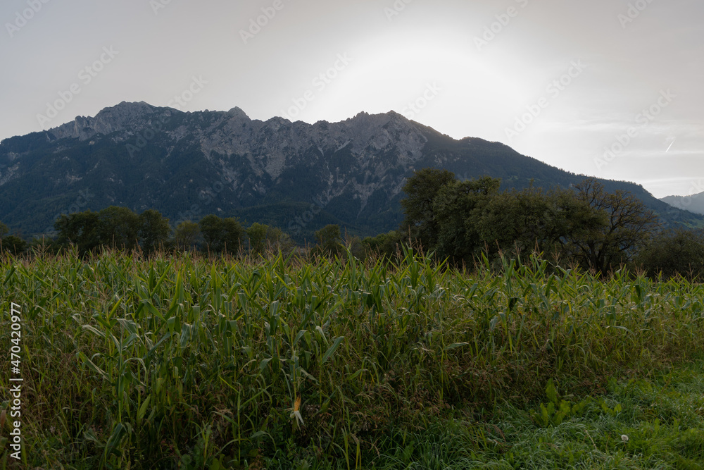 Obraz premium Schaan, Liechtenstein, September 25, 2021 Corn field in the early morning