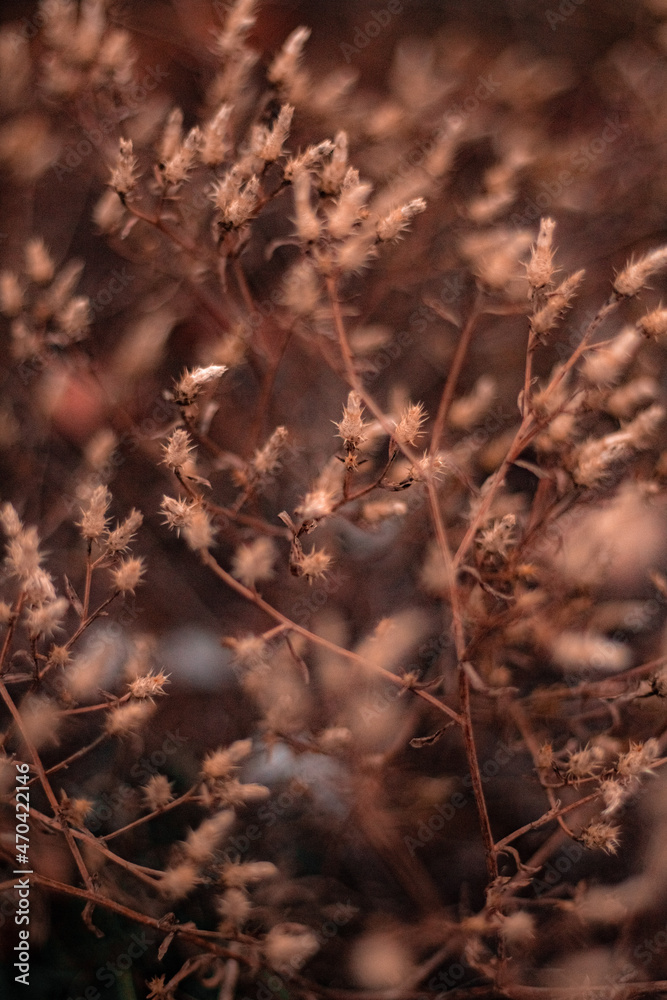 nature of steppes and rivers late autumn