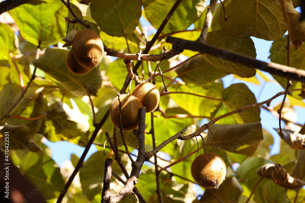 Obraz premium キウイフルーツ