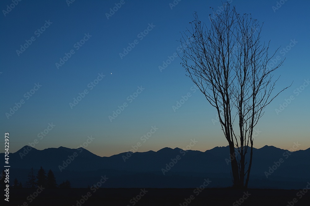 Drzewo w górach - obrazy, fototapety, plakaty 