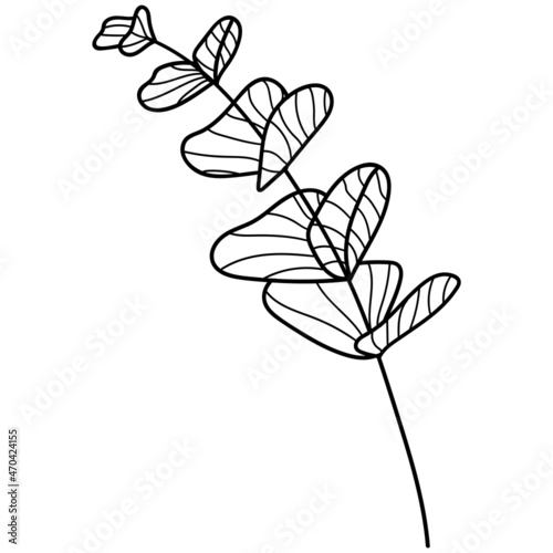 Eucalyptus branch leaves sketchy vector illustration. Botany floral plant black contour doodle line art. Eucalyptus spring isolated doodle style. For wedding invitation, decoration, coloring books.