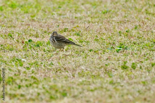 buff bellied pipit on the grass field