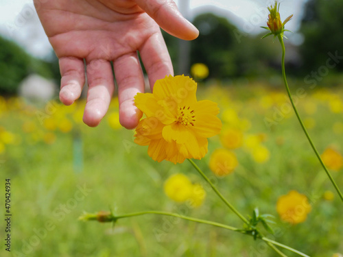 female hand touching a yellow flower