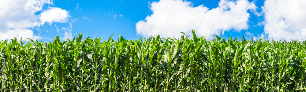 Corn field and blue sky with clouds. Corn field and blue sky with clouds.