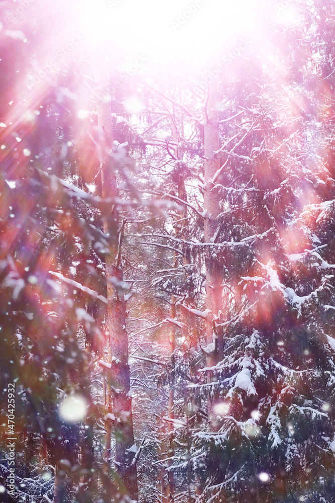 Tall trees under snow cover. January frosty day in winter park. Tall trees under snow cover. January frosty day in winter park.