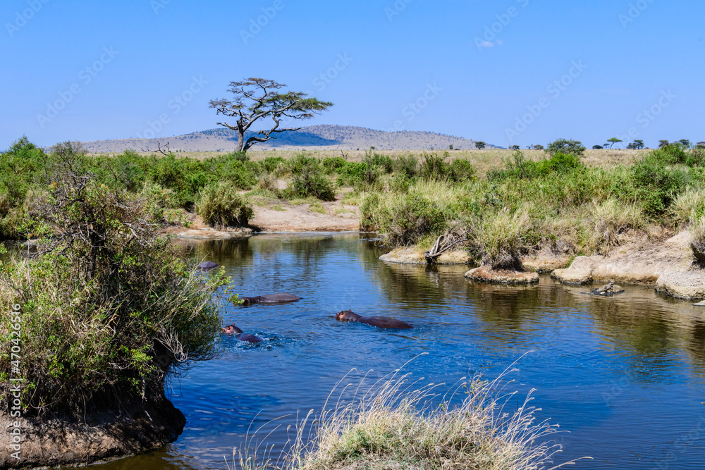 Hippos (hippopotamus amphibius) in pond at the Serengeti national park, Tanzania. Wildlife photo Hippos (hippopotamus amphibius) in pond at the Serengeti national park, Tanzania. Wildlife photo