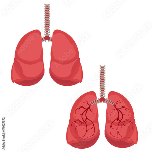 Human lungs. Vector illustration on the topic of anatomy.