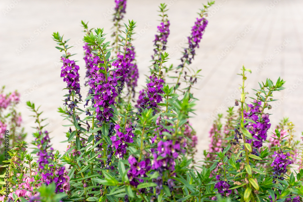 Naklejka premium Baikal Skullcap or Scutellaria baicalensis, Baikal or Chinese skullcap garden. Beautiful purple flowers- Traditional medicine of Chinese 