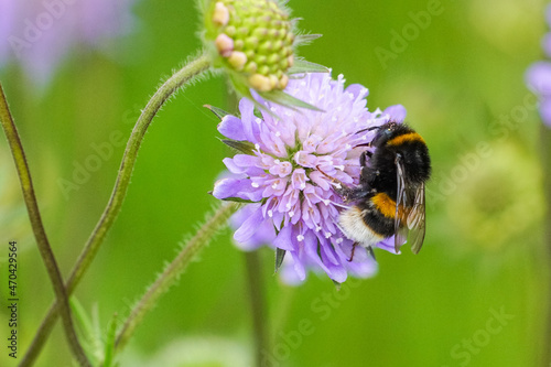 Buff-tailed bumblebee on purple flower in the meadow