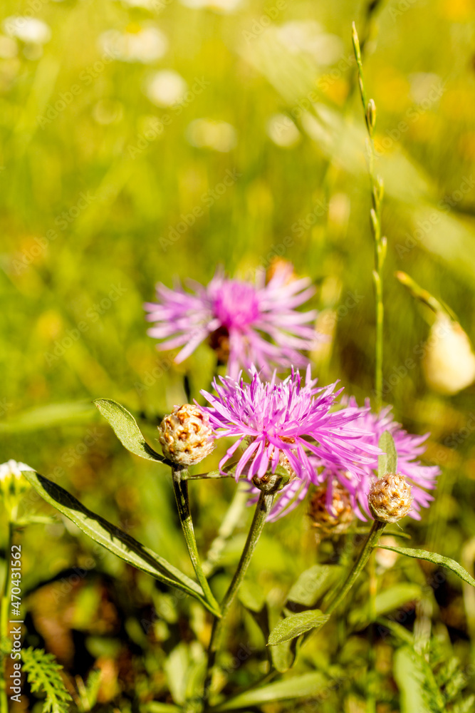 pink cornflower flower close-up. the background image. an idea for a puzzle.Purple-pink flowers of a large cornflower. pink cornflower flower close-up. the background image. an idea for a puzzle.Purple-pink flowers of a large cornflower.