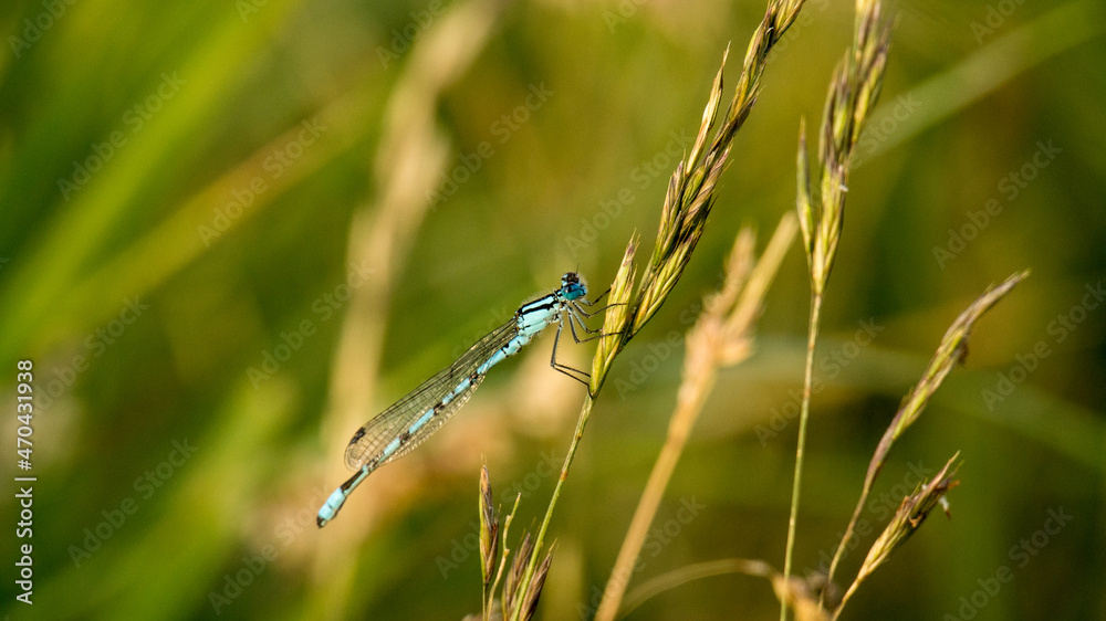 Dragonfly taken in the garden. detailed to look at Dragonfly taken in the garden. detailed to look at