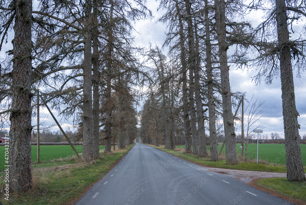 Fototapeta premium road in the countryside
