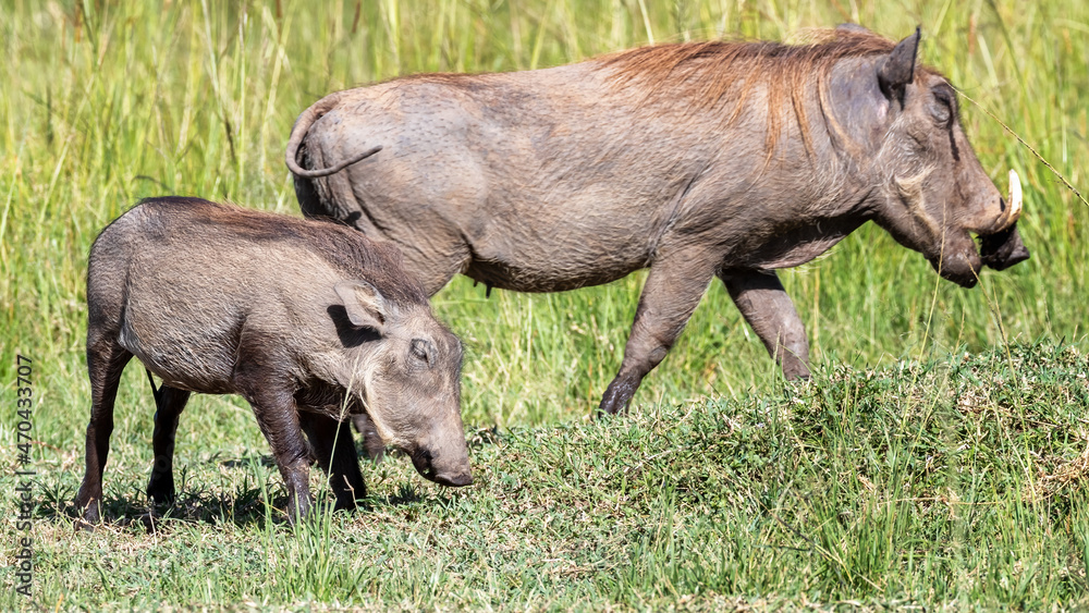 Mother and baby warthog, Phacochoerus africanus, grazing in the lush grasslands of the Masai Mara, Kenya. Mother and baby warthog, Phacochoerus africanus, grazing in the lush grasslands of the Masai Mara, Kenya.