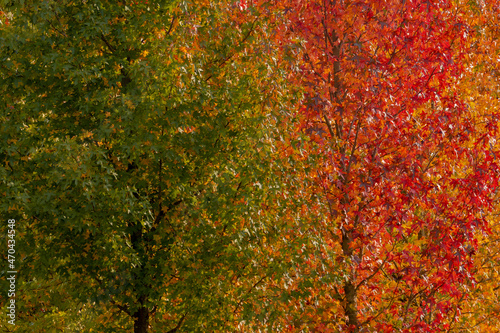 Selective focus of multi colour leaf on the tree, Beautiful time of season, Colourful maple leaves on the trees about to changing color from green to yellow, orange and red, Nature autumn background.