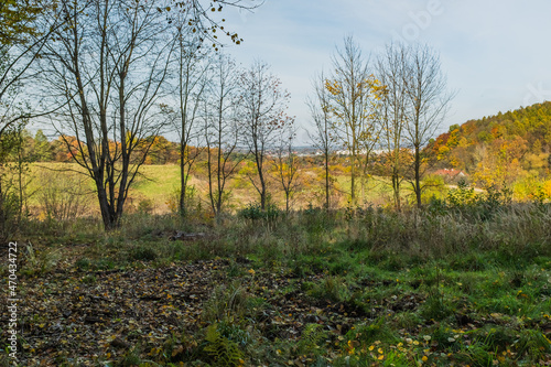 Natural Background Autumn Forest