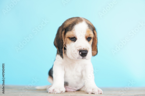 Portrait of a cute Beagle puppy on blue background. Beagle Picture have copy space for ads.The general appearance of the beagle resembles a miniature Foxhound. Beagles have excellent noses.
