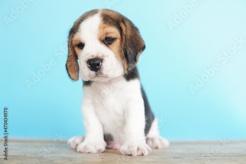Adorable beagle on Blue screen. Beagles are used in a range of research procedures. The general appearance of the beagle resembles a miniature Foxhound. Beagles have excellent noses.