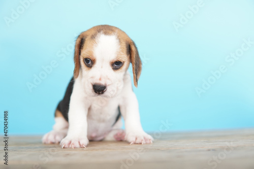 Portrait of a cute Beagle puppy on blue background. Beagle Picture have copy space for ads.The general appearance of the beagle resembles a miniature Foxhound. Beagles have excellent noses.
