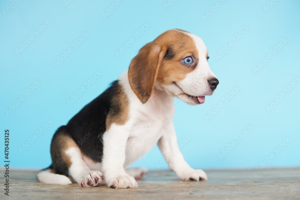 Beagle puppy sitting on the floor. Cute dog on Blue screen background with copy space for advertisement. 