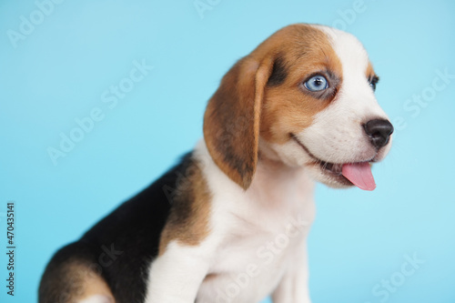 Adorable beagle on Blue screen. Beagles are used in a range of research procedures. The general appearance of the beagle resembles a miniature Foxhound. Beagles have excellent noses.