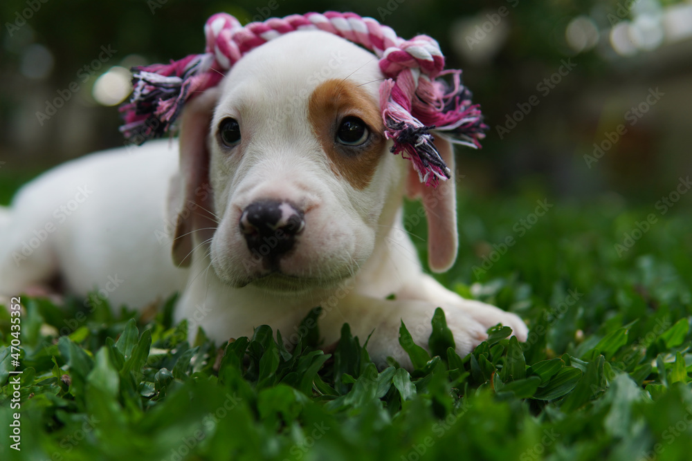 Beagles have excellent noses. Beagles are used in a range of research procedures. The beagle was developed primarily for hunting hare. Possessing a great sense of smell and superior tracking instincts
